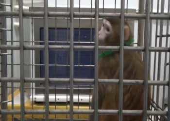 China: Implantan genes cerebrales humanos en monos