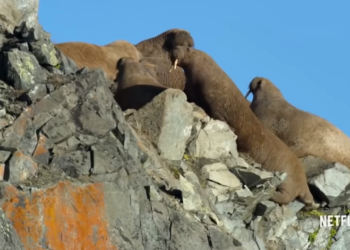 (VIDEO) Captan el momento en que morsas se suicidan debido el calentamiento global