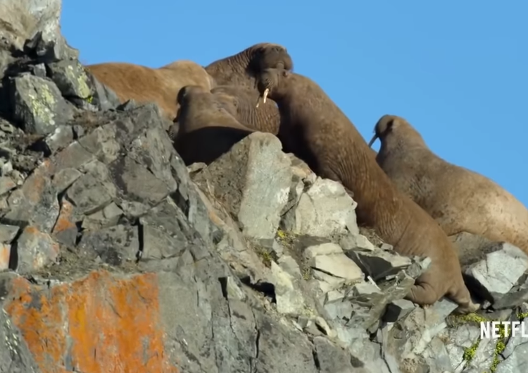 (VIDEO) Captan el momento en que morsas se suicidan debido el calentamiento global