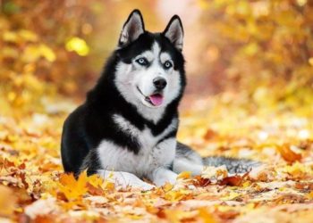 ¿Sabe por qué los huskies siberianos tienen los ojos azules?