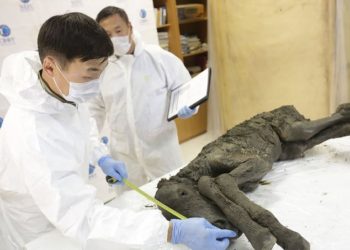 A punto de clonar una especie de caballo extinta hace 42,000 años