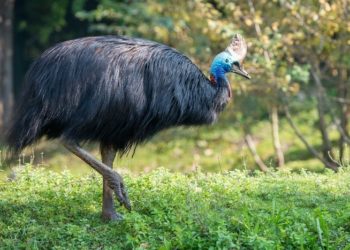 El ave más peligrosa del mundo mata a su dueño