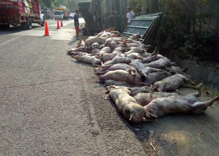 Accidente de tránsito provoca la muerte de 175 cerdos en Ilobasco, Cabañas