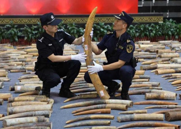 China confisca 8 toneladas de marfil