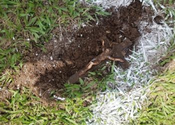 Hallan crucifijos enterrados en estadio Ana Mercedes Campos