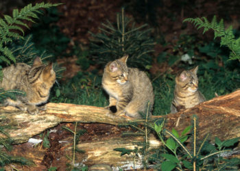 Australia pretende matar millones de gatos con salchichas envenenadas