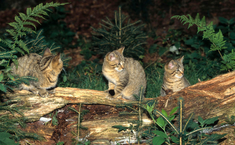 Australia pretende matar millones de gatos con salchichas envenenadas