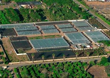 Descubren una granja en California con 40 mil plantas de marihuana