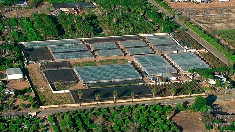 Descubren una granja en California con 40 mil plantas de marihuana
