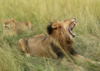 Cazador de rinocerontes muere víctima de un elefante y luego es devorado por leones