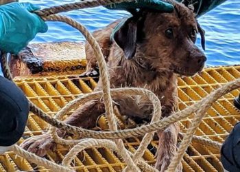 (Vídeo) Perro nada hasta plataforma petrolera ubicada a 217 kilómetros de Tailandia