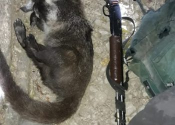 Cazador furtivo mata a un pezote en el parque El Imposible