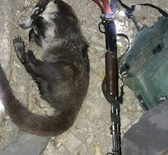 Cazador furtivo mata a un pezote en el parque El Imposible