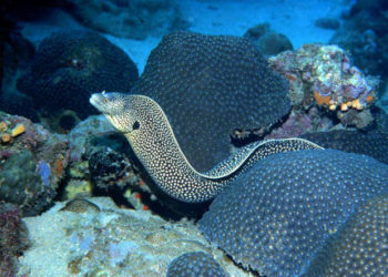 Serpientes marinas atacan a 15 personas en playa de México