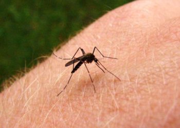 Aseguran que una canción de DJ Skrillex ahuyenta al mosquito que transmite el dengue y el zika