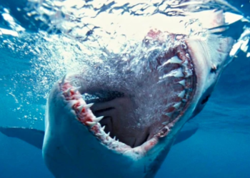 Enorme tiburón blanco casi se come una cámara