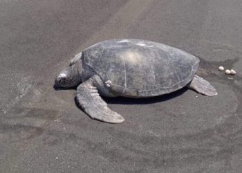 A falta de arena tortuga marina desova en pista aérea