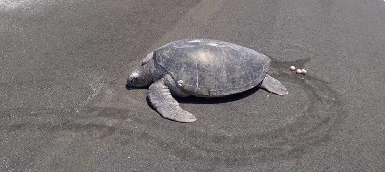 A falta de arena tortuga marina desova en pista aérea