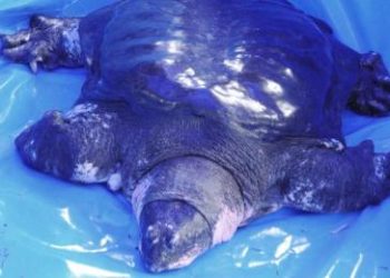 Muere la última hembra de una rara especie de tortuga: solo quedan 3 ejemplares en el mundo