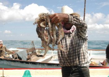 Veda de camarón inicia el próximo 1 de mayo