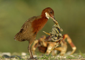 Una especie extinguida regresa a la vida miles de años después