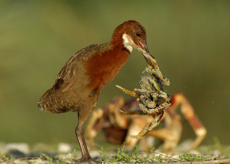 Una especie extinguida regresa a la vida miles de años después