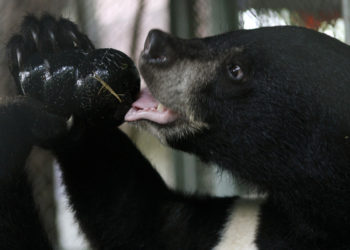 Revelan imagen de un raro espécimen de oso en la zona desmilitarizada entre las dos Coreas