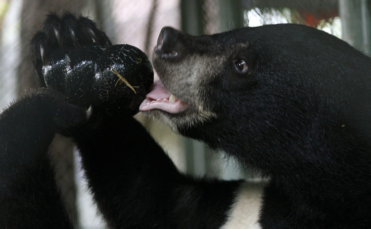 Revelan imagen de un raro espécimen de oso en la zona desmilitarizada entre las dos Coreas