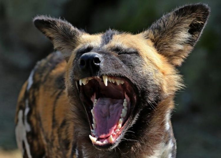 (VIDEO) Perro salvaje finge estar muerto y huye del hocico de una leona