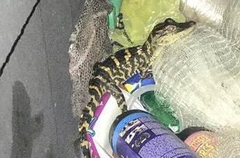 Mujer sacó de sus pantalones un caimán en Florida