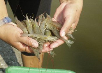 Por las condiciones climáticas de los últimos días, MAG reduce 6 días la veda nacional de camarón