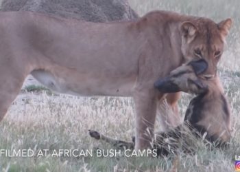 (VIDEO) Perro salvaje finge estar muerto para no ser devorado por una leona