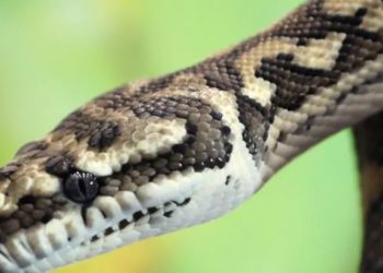 (FOTOS) Encuentran una serpiente de tres ojos en Australia