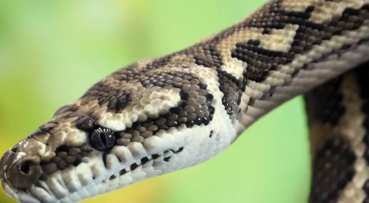 (FOTOS) Encuentran una serpiente de tres ojos en Australia
