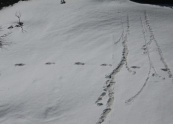 El ejército indio publicó fotos de «huellas» del Yeti
