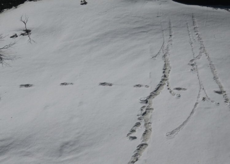 El ejército indio publicó fotos de «huellas» del Yeti