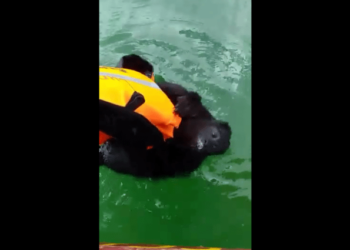 (Video) Pescador rescata a mono aullador que se ahogaba en lago Petén Itzá, Guatemala