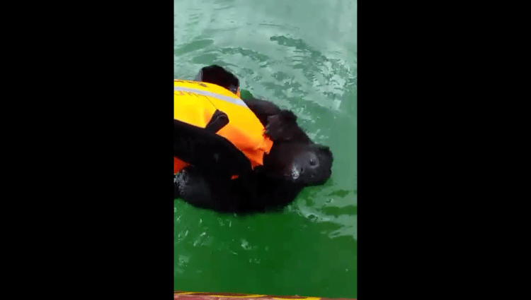 (Video) Pescador rescata a mono aullador que se ahogaba en lago Petén Itzá, Guatemala
