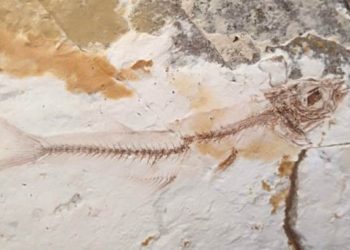 Descubren fósiles de más de dos millones de años en Chalatenango