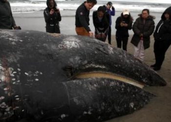 Hallaron otra ballena muerta en la bahía de San Francisco, EE.UU.