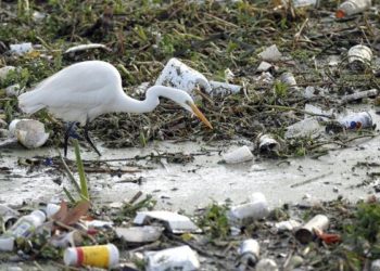 Un millón de especies en peligro de extinción por culpa del humano según la ONU