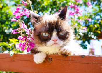 Muere Grumpy Cat, la estrella de los memes en Internet
