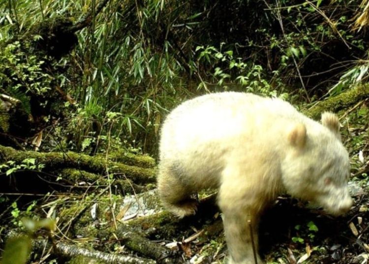 Captado en video un raro ejemplar de oso panda albino en China