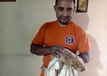 Bomberos rescatan a cachorrito que cayó en un desagüe