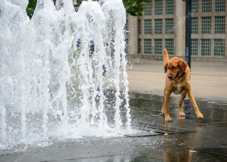 Policías detienen a dos perros por jugar en una fuente en México