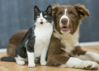 Australia reconocerá por ley que los animales son “seres sensibles” y con sentimientos