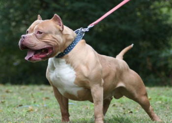 Perro mata a supuesto ladrón que ingresó a una finca en México