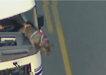 (Video) Una prófuga causa destrucción en las calles al intentar escapar de la policía en California