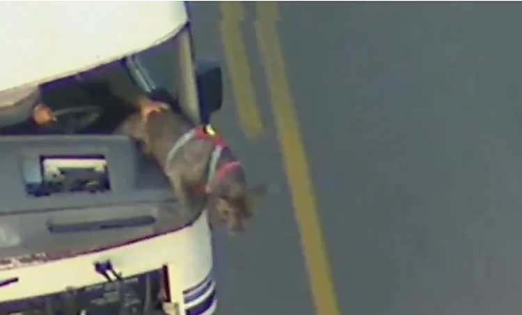 (Video) Una prófuga causa destrucción en las calles al intentar escapar de la policía en California