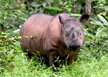 Muere el último rinoceronte macho de Sumatra, Indonesia